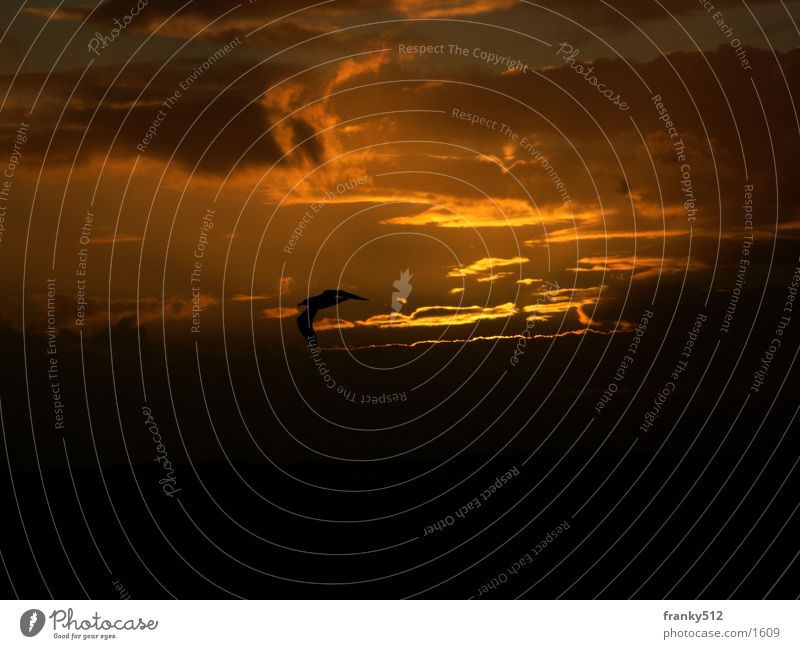 Sonnenuntergang Dämmerung Vogel Wolken Abenddämmerung orange Insel