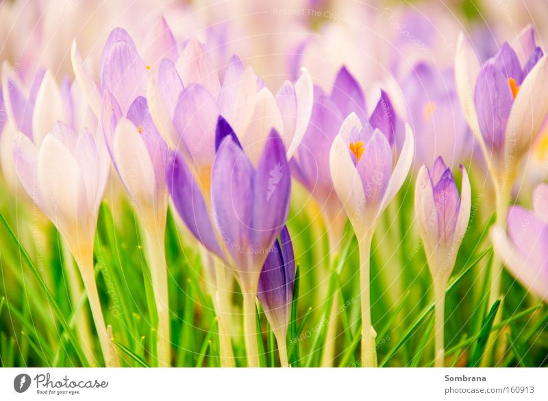 Frühlingsboten Wiese Blume Krokusse Gras violett grün Natur Pastellton Leben aufwachen Blühend Vergänglichkeit zart Gesellschaft (Soziologie) filigran schön Wir