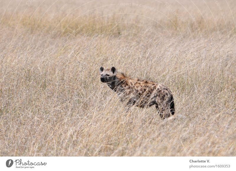 Was riecht denn da so gut? Tier Wildtier Hyäne 1 beobachten hören Blick stehen exotisch frei trocken braun grau Kraft Abenteuer ruhig wild Geruch Wittern