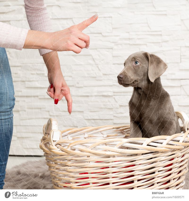 Jetzt aufgepasst feminin Frau Erwachsene Hand 1 Mensch 30-45 Jahre Tier Haustier Hund Labrador Welpe Tierjunges hocken hören sitzen Tierliebe gewissenhaft