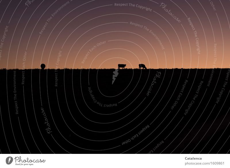 Am Abend auf dem Weg nach Hause, die Silhouetten der Rinder am Horizont Erholung ruhig Meditation wandern Landschaft Pflanze Tier Luft Wolkenloser Himmel Feld