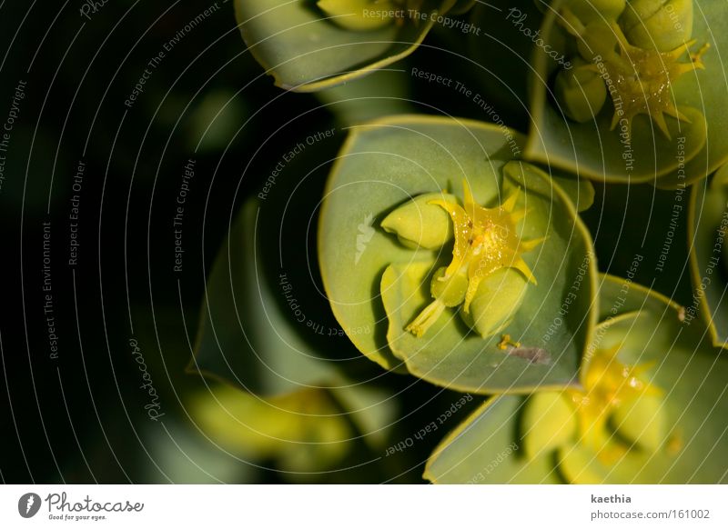 frühlingsspielchen Natur Pflanze Blume Blüte gelb grün Stern (Symbol) Schatten exotisch Zacken Blühend klein Unschärfe Honig trocken Nahaufnahme Makroaufnahme