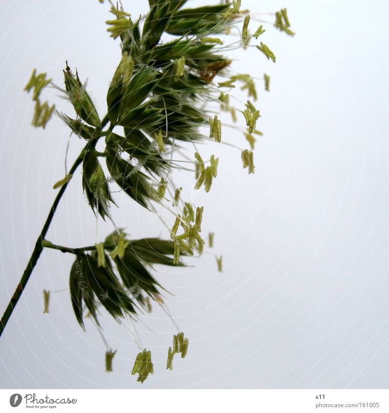 Gras Wiese grün Sommer Samen Tier Futter Makroaufnahme fein Detailaufnahme Halm Natur Nahaufnahme Kraft Weide Haare & Frisuren