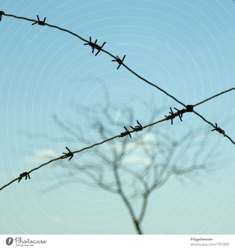 Gefangener Baum Krieg Stacheldraht Zaun Grenze Grenzgebiet Grenzpfahl gefangen Justizvollzugsanstalt kahl Maschendraht Zone Sperrzone verfallen Guantanamo