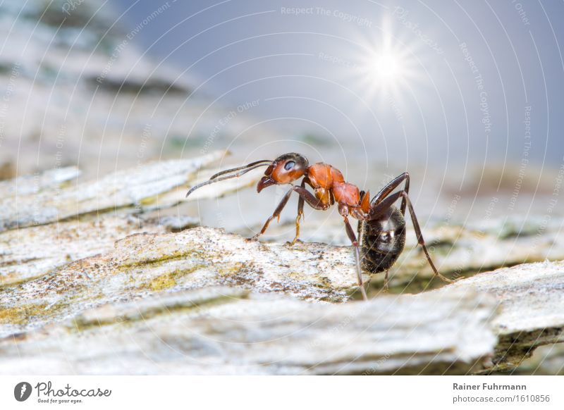 Eine Rote Waldameise auf Wanderschaft Tier Ameise 1 laufen rennen wandern Farbfoto Außenaufnahme Makroaufnahme Sonnenlicht Sonnenstrahlen Gegenlicht