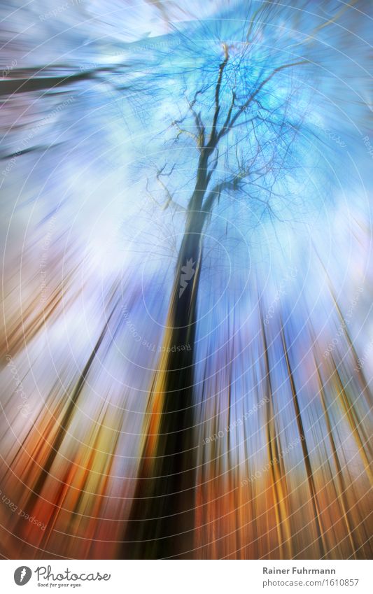 Traumzeit - ein Blick durch Bäume in den Himmel Natur Landschaft Wald wandern authentisch außergewöhnlich fantastisch blau gold Farbfoto Außenaufnahme