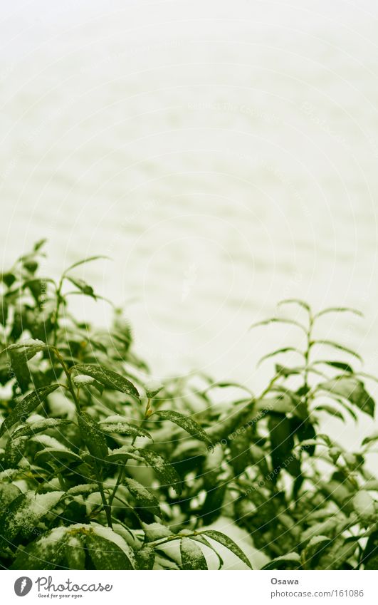 Winterhart Schnee weiß grün winterfest Frost kalt Pflanze Hecke Sträucher Zweig