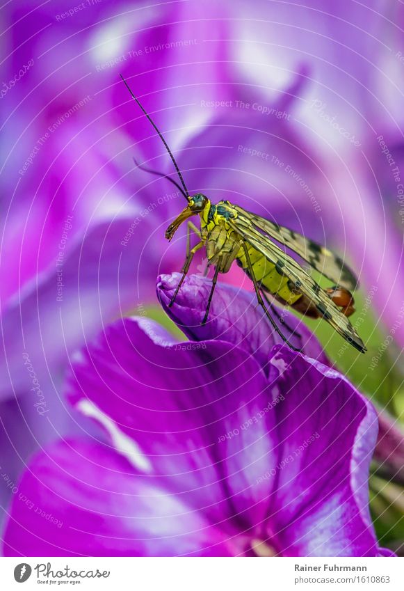 eine Skorpionsfliege auf einer Phloxblüte Natur Pflanze Tier Blüte Wildtier Fliege "Skorpionsfliege Panorpidae," sportlich schön gelb rosa Farbfoto