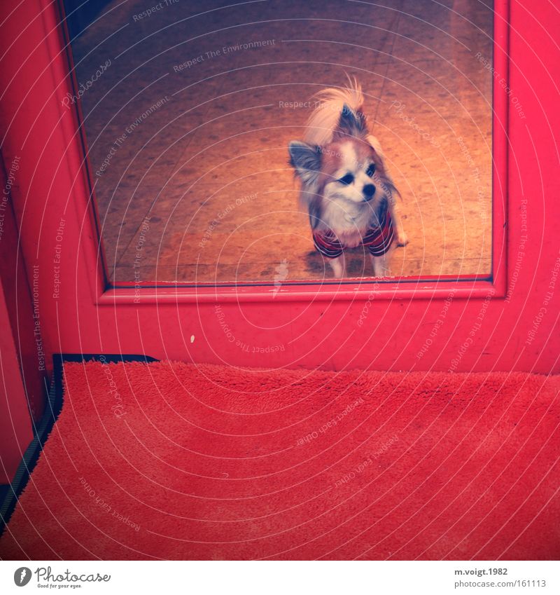 Wachhund Tür Eingang Hund rot Glas Bekleidung Wachsamkeit Stil Einsamkeit warten Säugetier Hundebekleidung Chiwawa Schickimicki fancy trendy