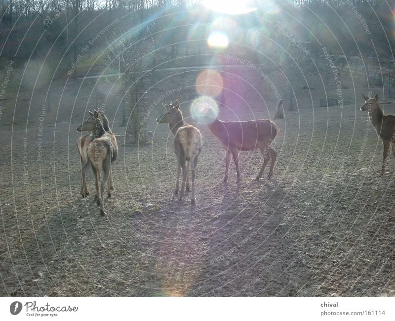 Rotwild Nebel Sonne Zoo Reflexion & Spiegelung Gegenlicht blenden Herde Wachsamkeit Strahlung Wildtier Reh Frühling Opelzoo Reflexion u. Spiegelung