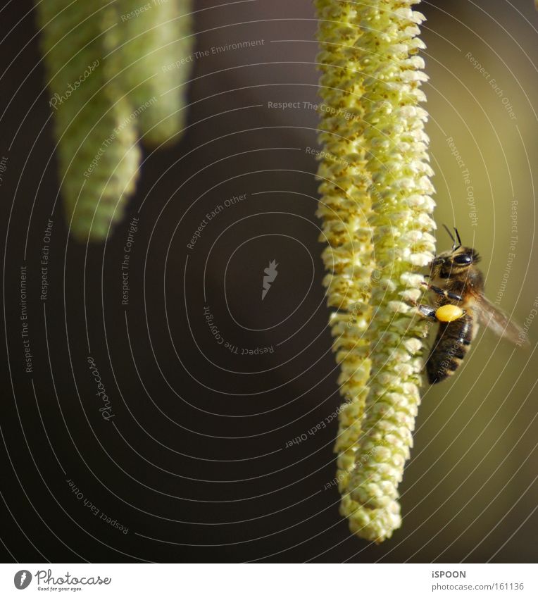 Die, die uns den Honig macht Biene Insekt Blüte Pollen gelb Tiefenschärfe Frühling bestäuben Streifen