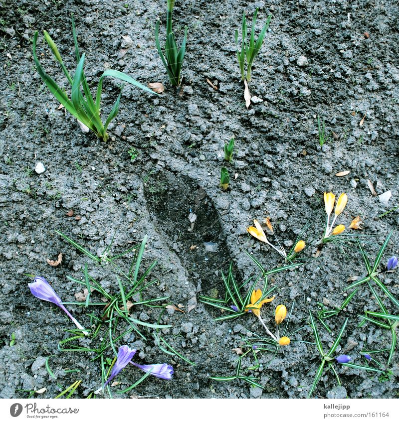 frühlingsbote Beet Fußspur Spuren rechts Beweis Park Blume Frühling Krokusse Leitersprosse Pflanze