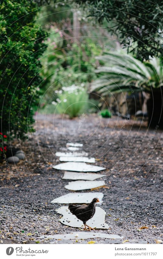 Teenager Huhn Fleisch Bioprodukte Garten Pflanze Tier Grünpflanze La Palma Fußweg Nutztier Haushuhn Hühnervögel Hahn 1 Tierjunges Bewegung entdecken Fressen