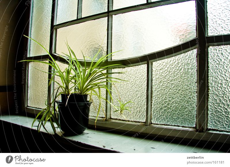 Altbaupflanze Haus Stadthaus Treppe Fenster Glas Riffelglas Blumentopf Grünpflanze Klimawandel Flur wasserlilie hinterhaus treppenhaus. treppenabsatz