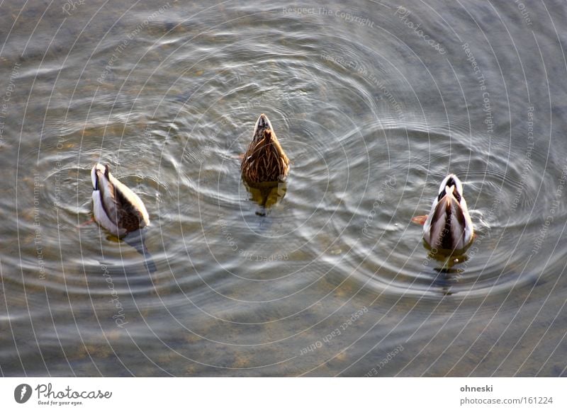 Abgetaucht tauchen Ente Wasser Fressen Futter 3 Vogel untertauchen Wasserkreise Trio Schwänzchen in die Höh´ Alle meine Entchen Ernährung