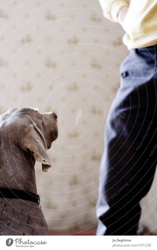 Erwartungshaltung Freundschaft Beine Tier Haustier Hund Kommunikation Kommunizieren achtsam zuhören Konzentration Wachsamkeit Treue Partnerschaft Jagdhund