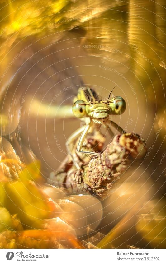 Ein Porträt einer freundlichen Federlibelle Natur Tier "Libelle Federlibelle" 1 beobachten Blick sitzen Freundlichkeit schön gelb gold Glück Lebensfreude