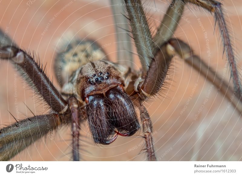 Eine Winkelspinne Tier Spinne 1 warten bedrohlich dunkel gruselig braun Ekel Natur Farbfoto Gedeckte Farben Makroaufnahme Blick Blick in die Kamera