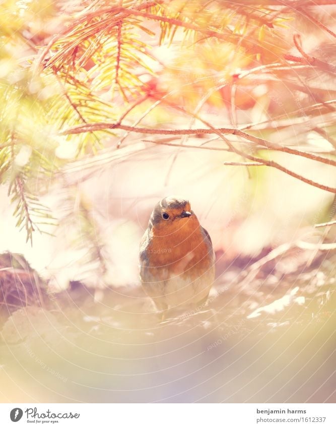 Rotkehlchen #3 Umwelt Natur Tier Frühling Schönes Wetter Vogel 1 sitzen Wärme Farbfoto Außenaufnahme Menschenleer Morgen Lichterscheinung Unschärfe Tierporträt