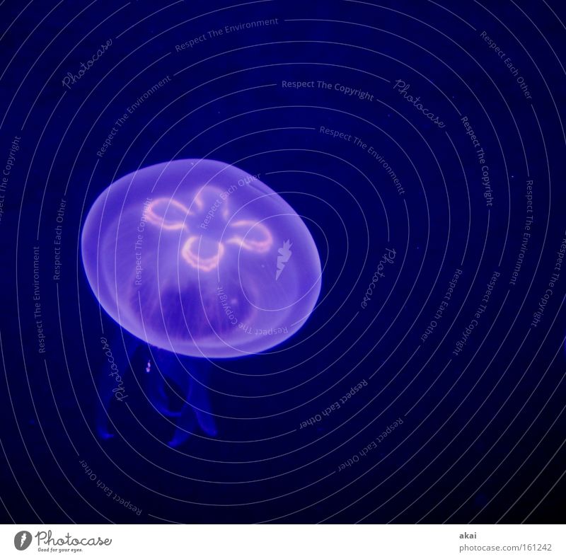 Schwerelos Tier Qualle Meerestier Meerwasser Schweben Basel schön jellyfish usertreff