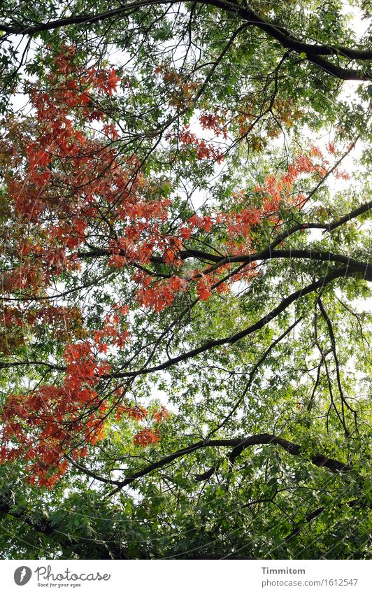 Grünrotschwarz. Umwelt Pflanze Herbst Baum Blatt Park ästhetisch natürlich grün Zufriedenheit Gelassenheit Außenaufnahme Menschenleer Tag