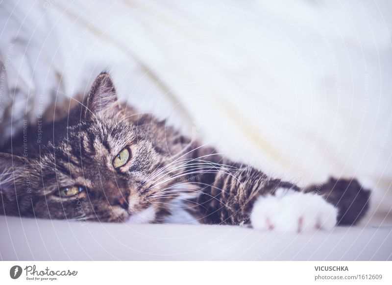 Katze liegt bequem im Bett und schaut in die Kamera Lifestyle Häusliches Leben Natur Tier Haustier 1 weich Freude Cat Katzenkopf Bettdecke Retro-Farben Farbfoto