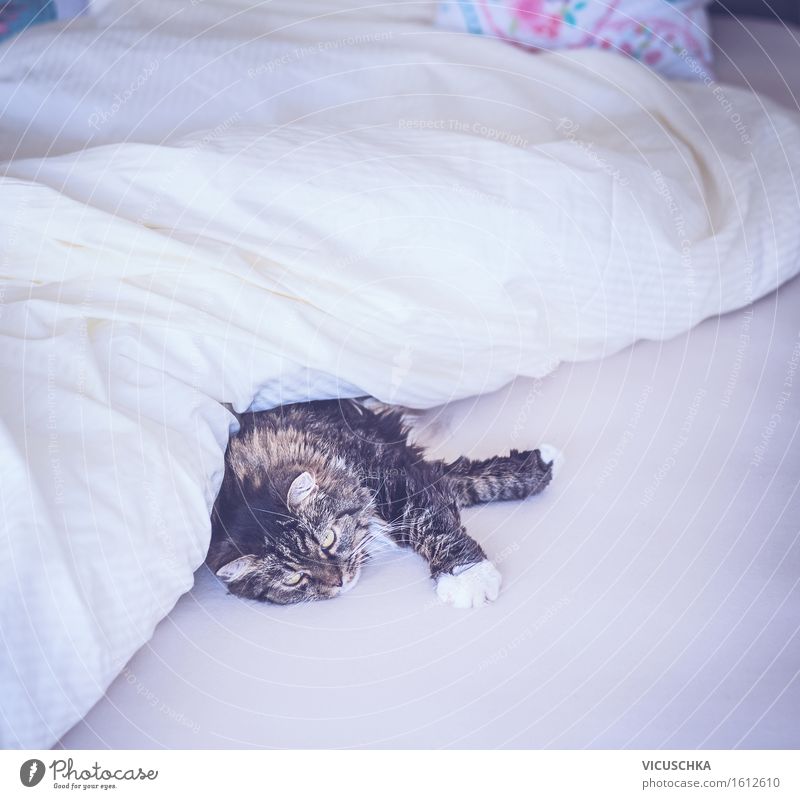 Katze liegt bequem im Bett unter Decke Lifestyle Freude Häusliches Leben Wohnung Schlafzimmer Tier Haustier 1 gelb Dekadenz Design Wochenende gemütlich niedlich