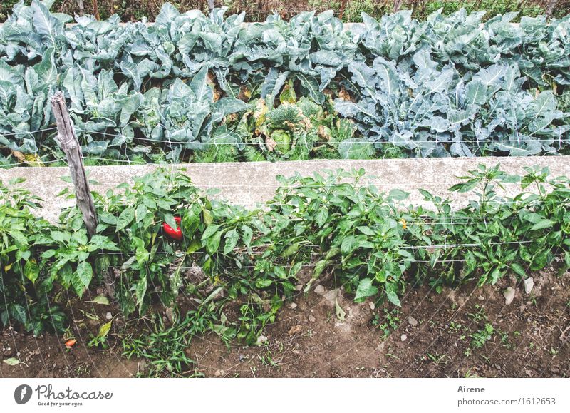 800 | geringe Ausbeute Gemüse Paprika Landwirtschaft Forstwirtschaft Gartenbau Gemüsefeld Gemüsegarten Gemüsebeet Biologische Landwirtschaft Bioprodukte