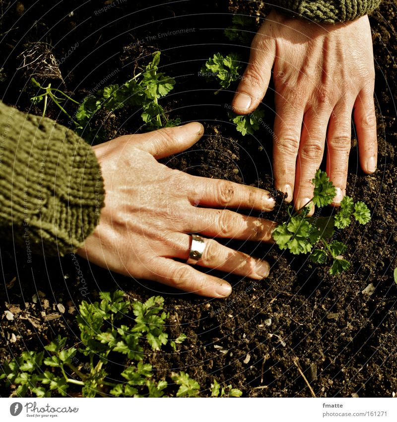 Garten Hand Erde Pflanze Petersilie säen Boden Gärtner Freude