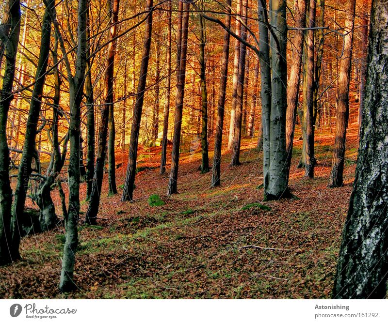 mein "Stamm-Wald" Natur Landschaft Herbst Baum Moos Blatt rot Baumstamm Bodenbelag Baumrinde Mühlviertel Licht Schatten Herbstfärbung herbstlich Herbstlaub