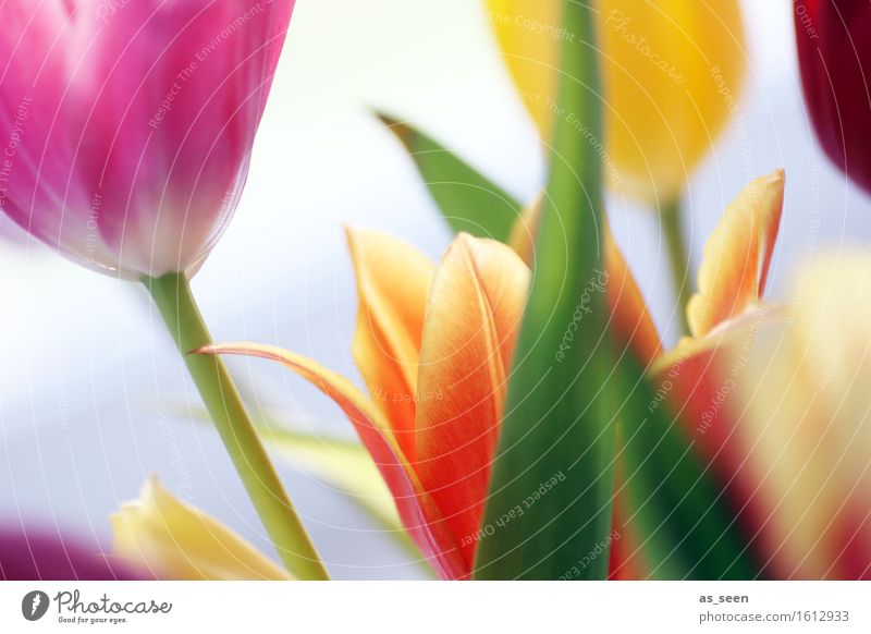 Frühlingserwachen Lifestyle Leben harmonisch Ostern Umwelt Natur Klima Pflanze Blume Tulpe Tulpenblüte Stengel Blumenstrauß berühren Bewegung Blühend Wachstum