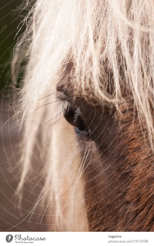 Windfarben Natur Tier Nutztier Pferd Tiergesicht Fell Island Ponys Pferdeauge windfarben Pferdekopf 1 beobachten Blick natürlich braun weiß Stimmung