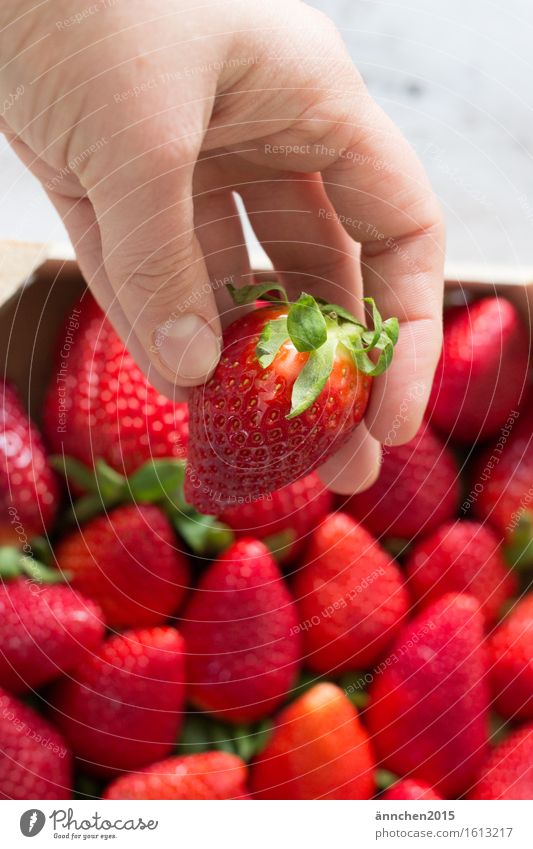 Erdbeerliebe III Hand festhalten rot Sommer Frühling Gesunde Ernährung Speise Essen grün Erdbeeren Beeren Finger lecker saftig Lust