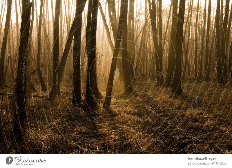 feenwald Wald Baum Erlen Winter Gegenlicht Sonnenlicht Schatten Nebel Morgen gold