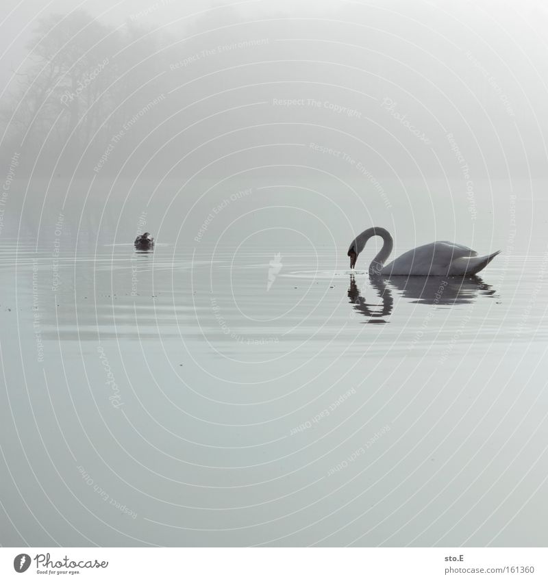 Das hässliche Entlein Schwan Ente Entenvögel See Natur Reflexion & Spiegelung Nebel Gewässer weiß Feder Seeufer beeindruckend Märchen Morgen Stimmung Vogel Tier