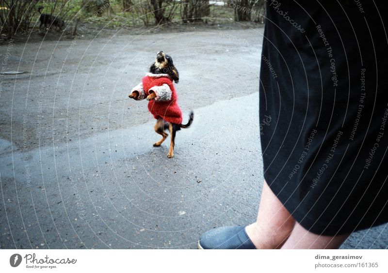 Hund 2 Tier Säugetier Straße Hand Mahlzeit rot Asphalt Angst Gefühle Tallinn Leidenschaft Liebe Farbe Außenaufnahme