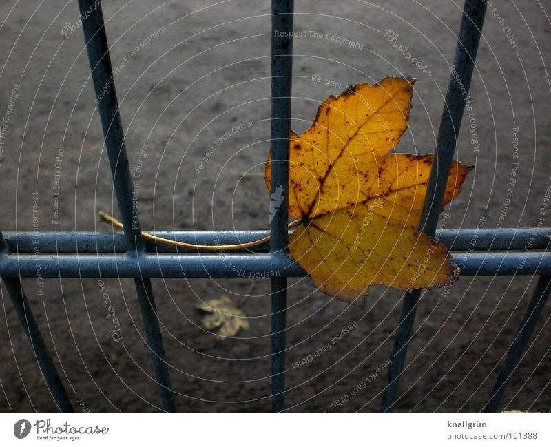Hängengeblieben Blatt Herbst Jahreszeiten Gitter Zaun Metall Vergänglichkeit gold-braun Traurigkeit
