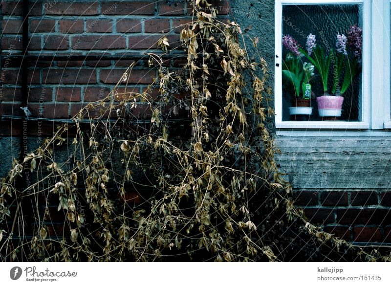 dornrößchenschlaf Pflanze Wand Fenster alt verfallen getrocknet vertrocknet Winter Blume Backstein Jahreszeiten Hyazinthe blumenfensterwand Außenaufnahme