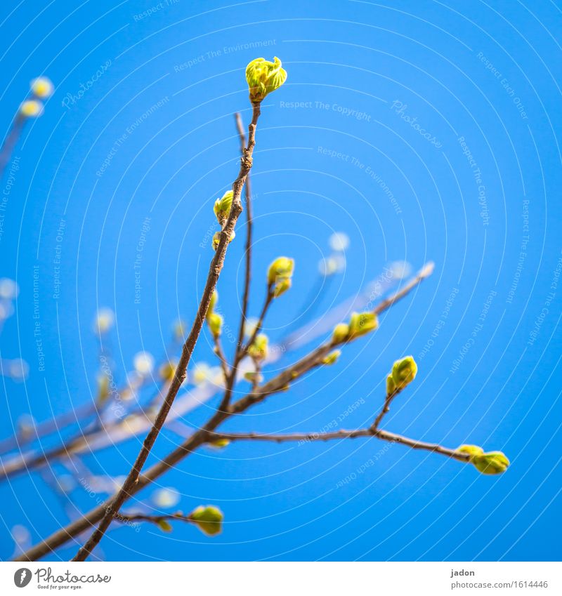 ein bisschen frühling. Gartenarbeit Natur Pflanze Himmel Frühling Schönes Wetter Baum Sträucher Blüte Grünpflanze Park Blühend frisch blau gelb Kraft Wachstum