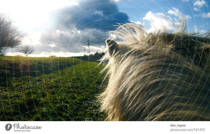 Auf dem Rücken Freiheit Pferd Landschaft Ferne Wolken Isländer Wiese Säugetier Zufriedenheit dramatisch grüne Auen zerklüfteter Himmel Schimmelreiter