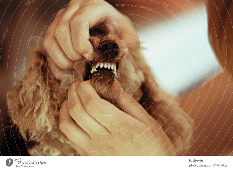 Zeig deine Zähne! Farbfoto Gesundheit Hund bedrohlich Spitze Wut weiß gefährlich Ärger beißen Gebiss Pudel Zahncreme Zahnarzt Karies Säugetier