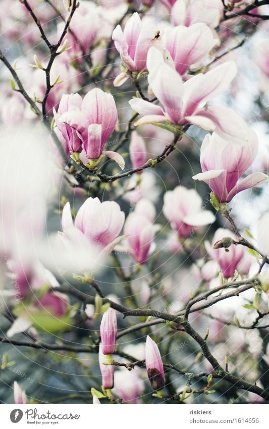 Magnolia Umwelt Natur Pflanze Frühling Magnoliengewächse Garten Blühend ästhetisch schön rosa weiß Farbfoto Außenaufnahme Menschenleer Schwache Tiefenschärfe