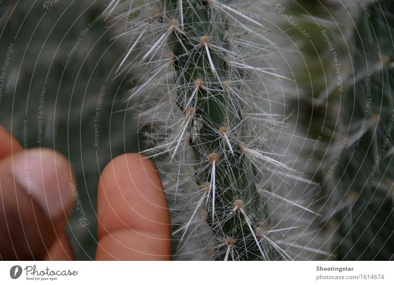 "Autsch" Finger Pflanze Kaktus exotisch Garten stachelig achtsam Verletzung stechen Vorsicht weiß Kakteen Farbfoto Innenaufnahme Morgen
