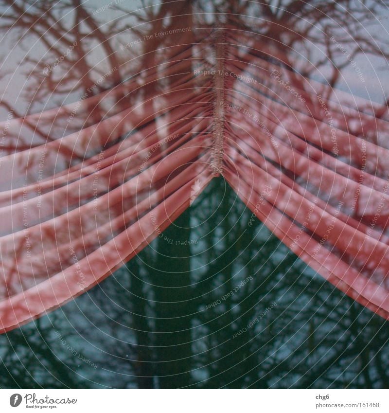 Innen und außen Vorhang Glasscheibe Reflexion & Spiegelung Baum Detailaufnahme Bogen retro Wohnzimmer Kommunizieren rosam gerafft Außenaufnahme