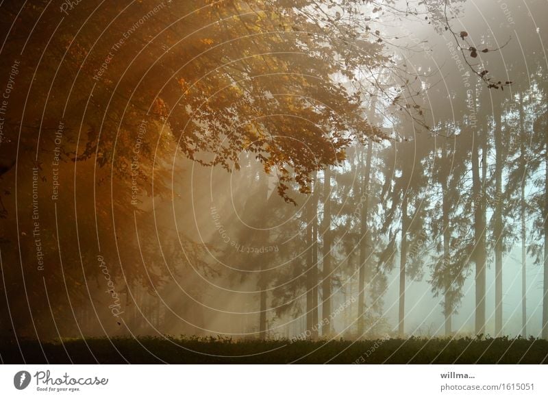 Sonnenstrahlen durchdringen den Nebel imHerbstwald Wald Natur Sonnenlicht herbstlich Herbstfärbung Mischwald Farbfoto Außenaufnahme