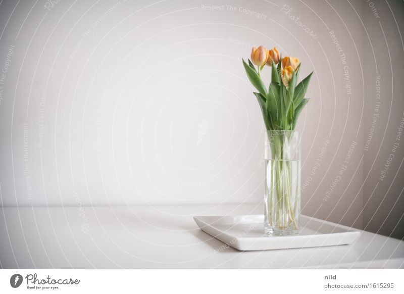Tulpen im Büro Büroarbeit Arbeitsplatz Frühling Pflanze schön reduziert Blumenstrauß Blüte Vase Wand Farbfoto Innenaufnahme Detailaufnahme Textfreiraum links
