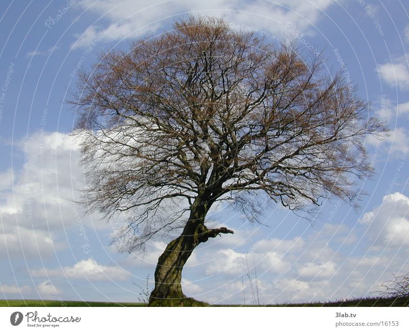 lebensbaum Baum Landschaft Himmel blau Detailaufnahme
