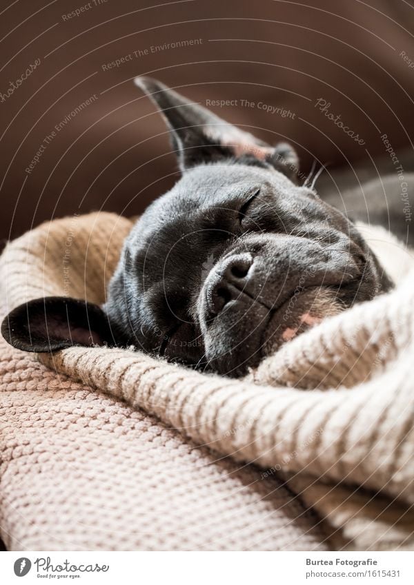 Sleeping Frenchie Tier Haustier Hund 1 schlafen Glück niedlich 2016 Barney März French Bulldog Französische Bulldogge Burtea Fotografie Farbfoto Innenaufnahme