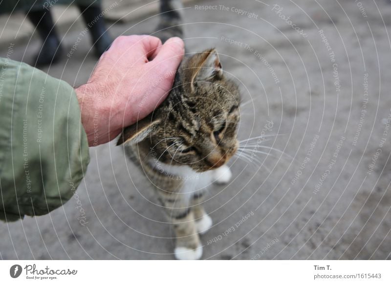 Katze streicheln Mensch maskulin Hand 1 Tier Haustier Nutztier Partnerschaft Liebe Streicheln Farbfoto Außenaufnahme Tag