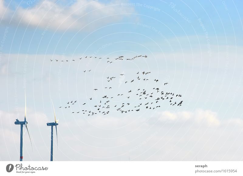 Zugvögel Vogel Zugvogel Natur fliegen Menschengruppe Graugans Gans Windkraftanlage Umweltschutz ökologisch Naturschutzgebiet Nordsee Himmel Wolken Tiergruppe